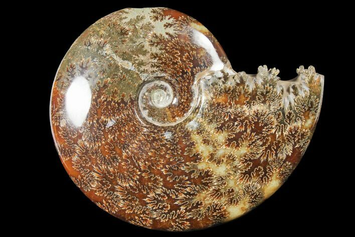 Polished, Agatized Ammonite (Cleoniceras) - Madagascar #133232